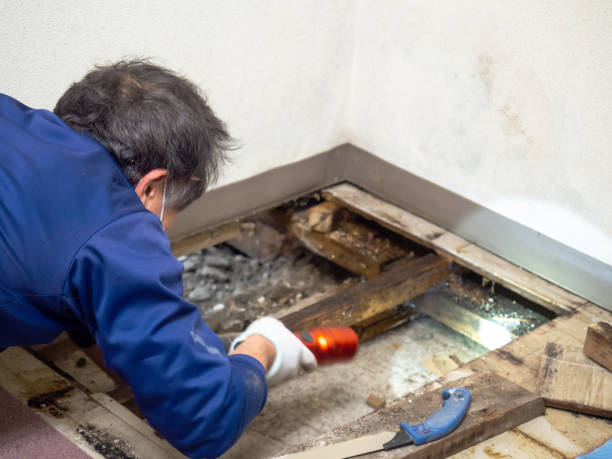 Best Certified Mold Removal  in Fort Lewis, WA
