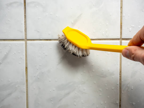 Mold Removal Process in Fort Lewis, WA
