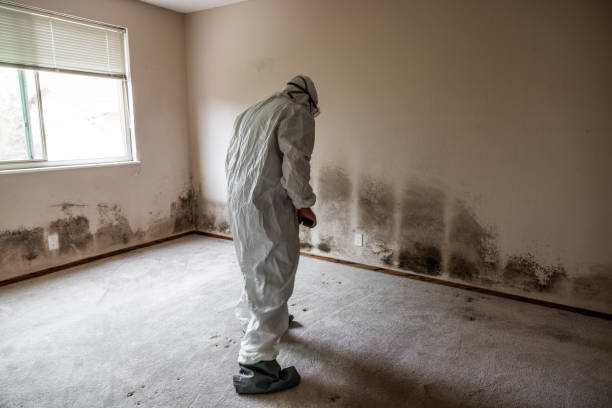 Best Home Mold Removal  in Fort Lewis, WA