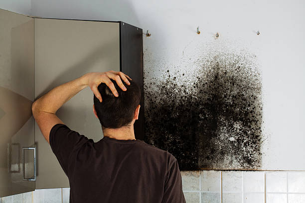 Best Mold Testing  in Fort Lewis, WA