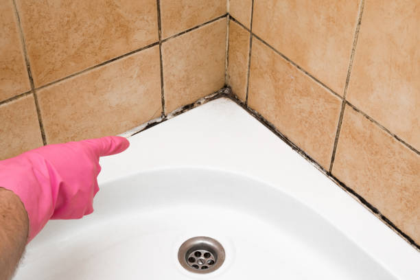Best Mold Remediation  in Fort Lewis, WA